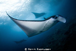 Picture taken at Manta-Point in Lembongang 2012. 
Tokina... by Henrik Rasmussen 